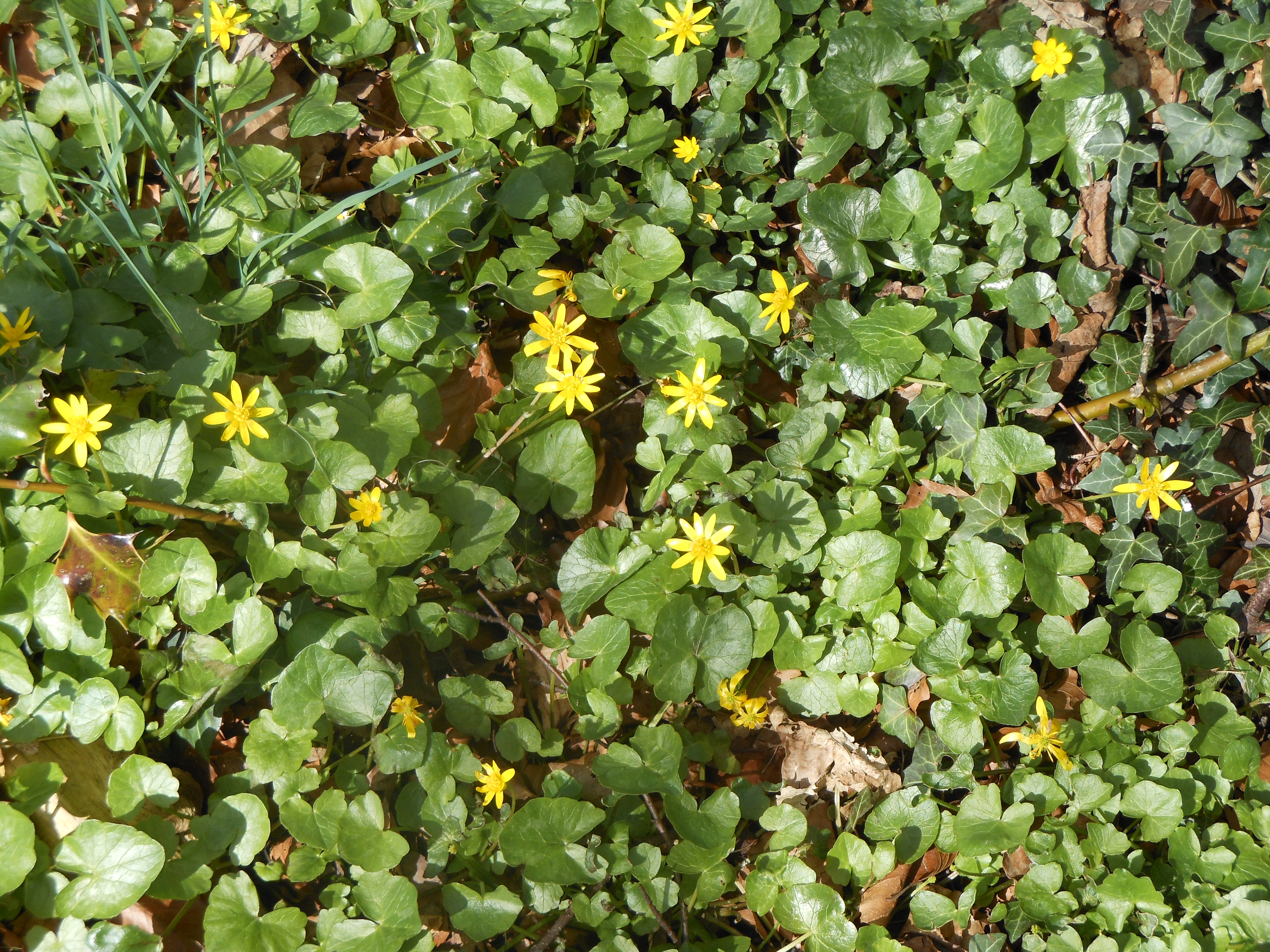 Well Dressings Bakewell